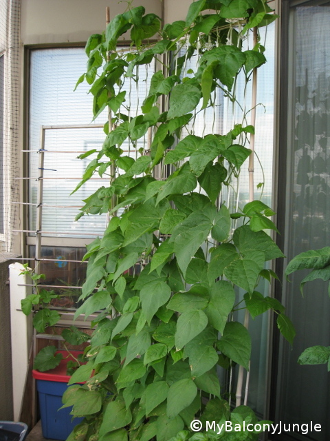 Pole beans at the top