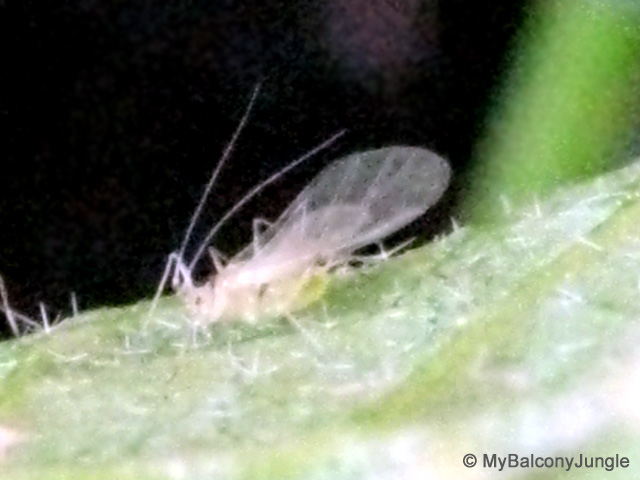 Winged aphid